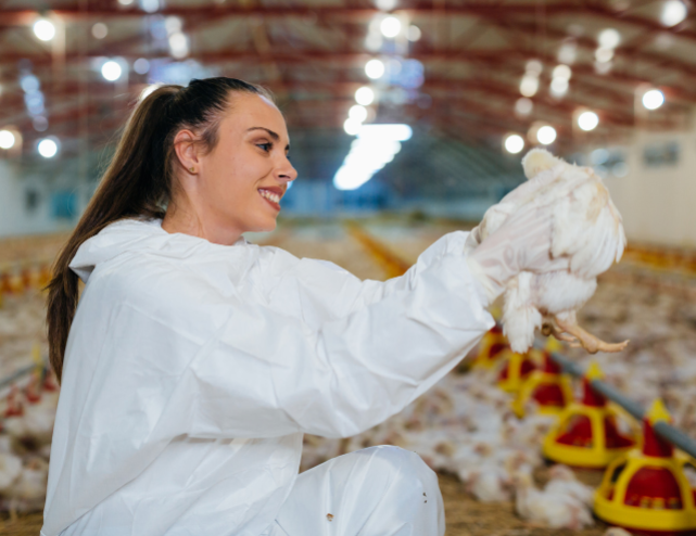 France raises bird flu risk to high as EU cases spread - Poultry ...